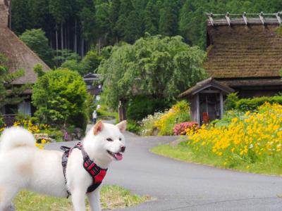 日本犬と日本の風景