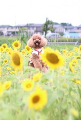 向日葵と笑顔