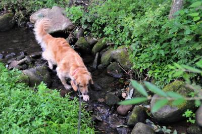 暑さの中、せせらぎで憩う愛犬