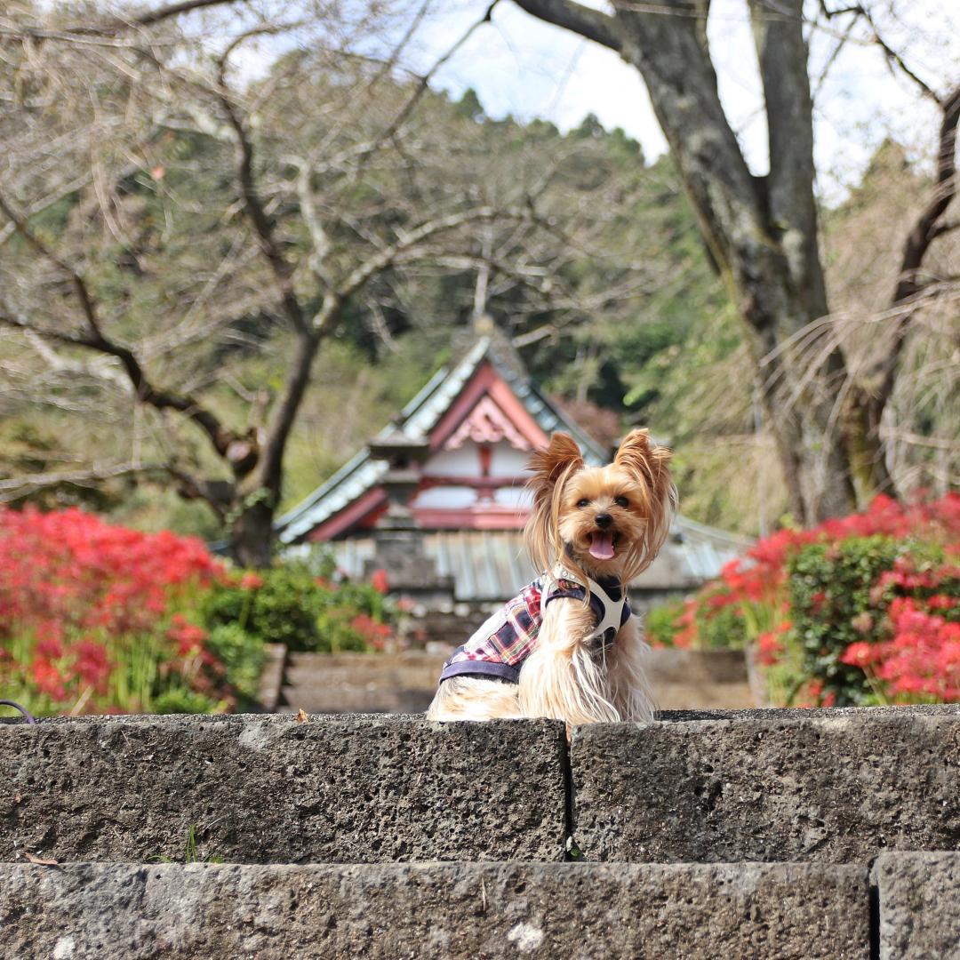 お寺に咲く彼岸花