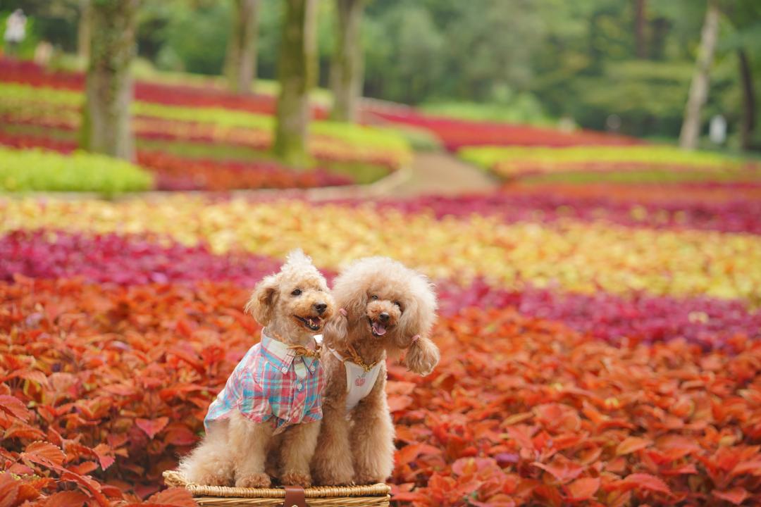 コキアの花畑