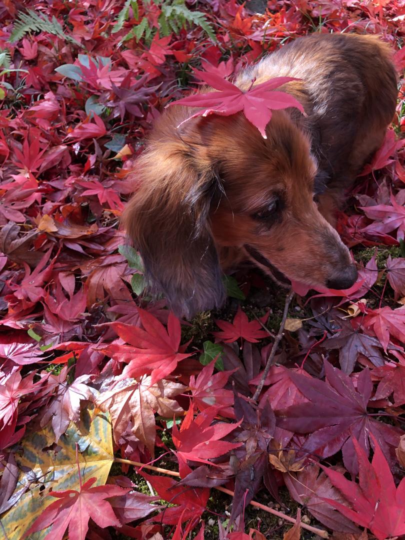 紅葉のっけたよ