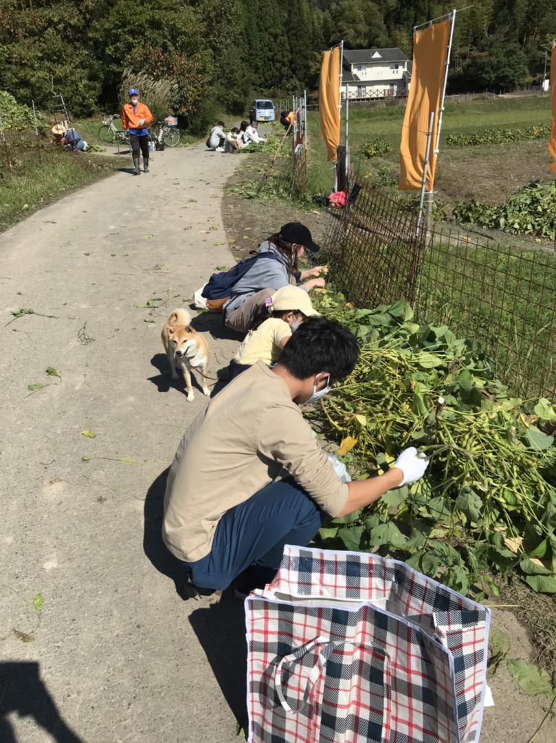 丹波黒豆の枝豆狩り