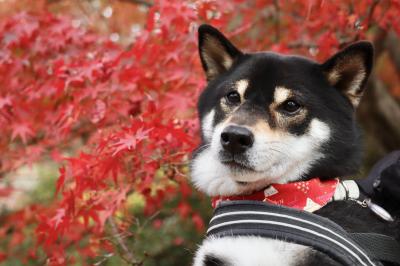 真っ赤な紅葉と柴犬