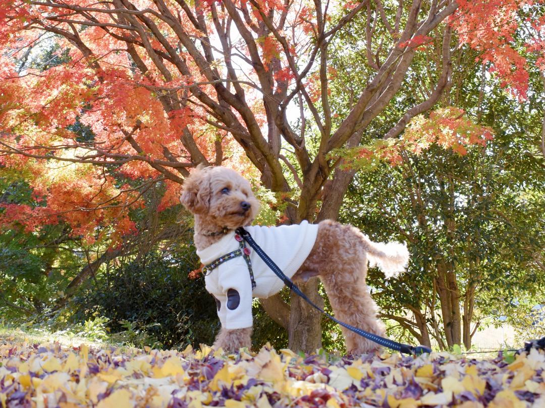 紅葉さんぽ