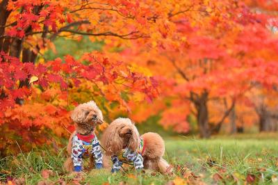 紅葉狩り