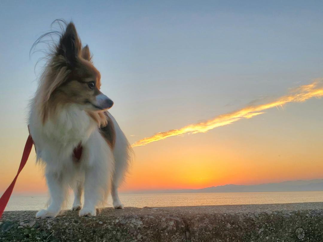 秋の夕焼けこやけ