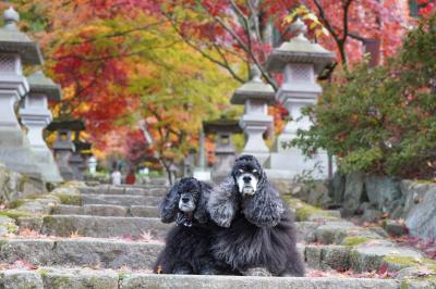 紅葉真っ盛り