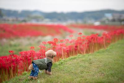 ずっと続く曼珠沙華の道