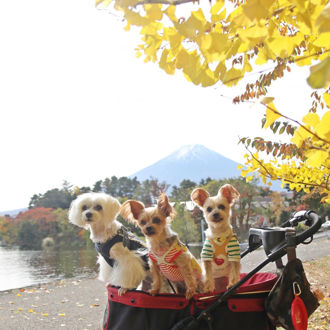 紅葉と富士山