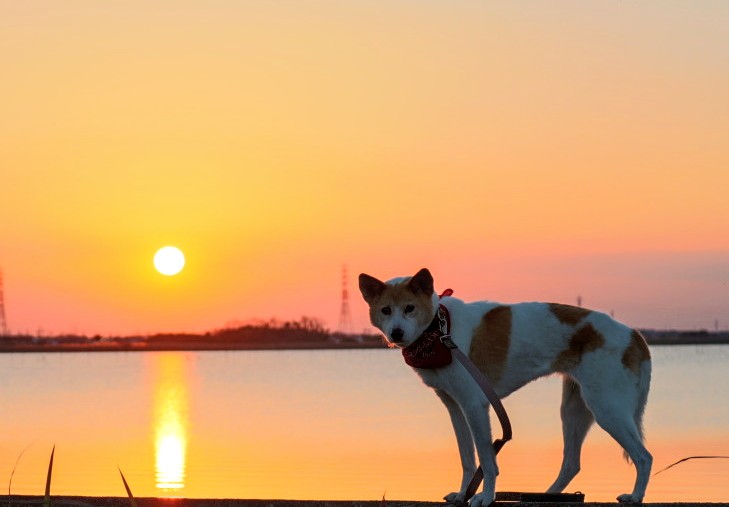 冬は　夕陽がきれい