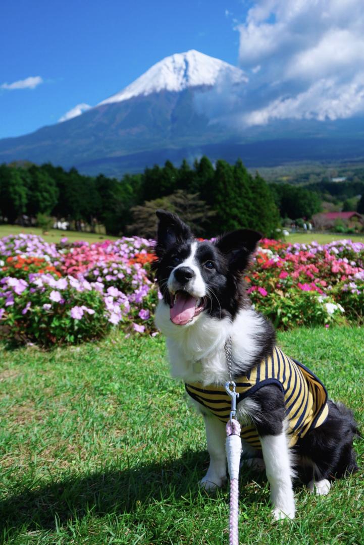 富士山