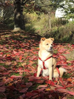 秋のカーテンと愛犬