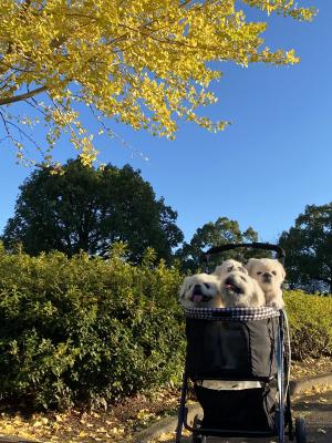 イチョウの木と一緒に