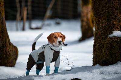 雪キャンプ