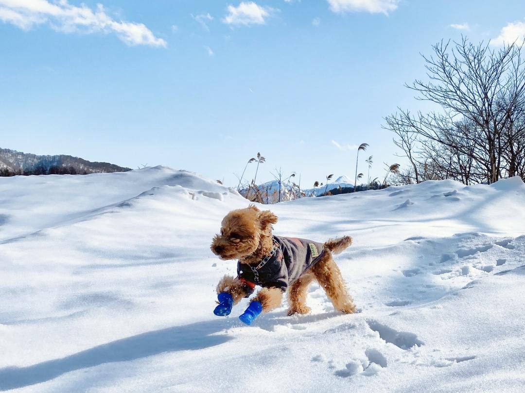 雪山の埜乃