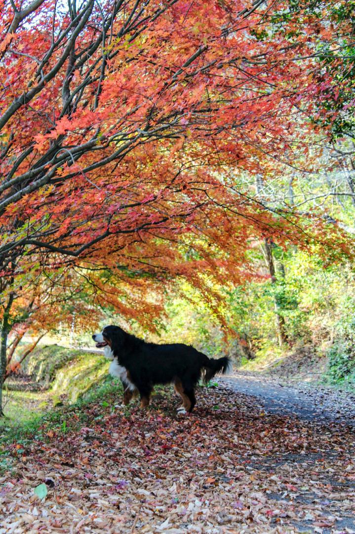 紅葉狩り