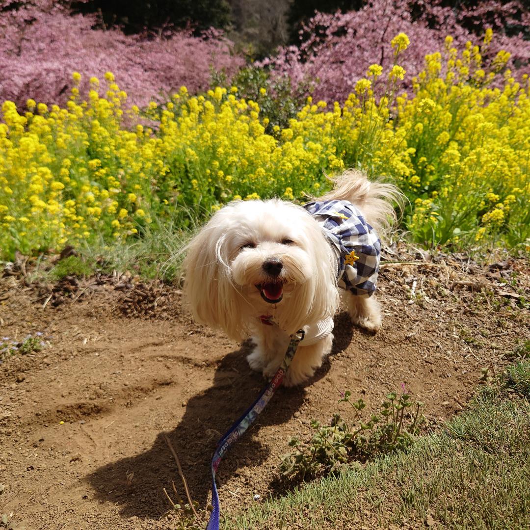 お花見