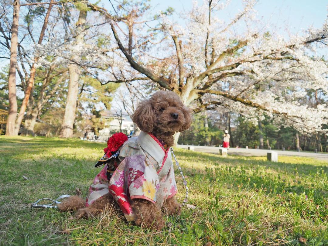 京都御所の桜