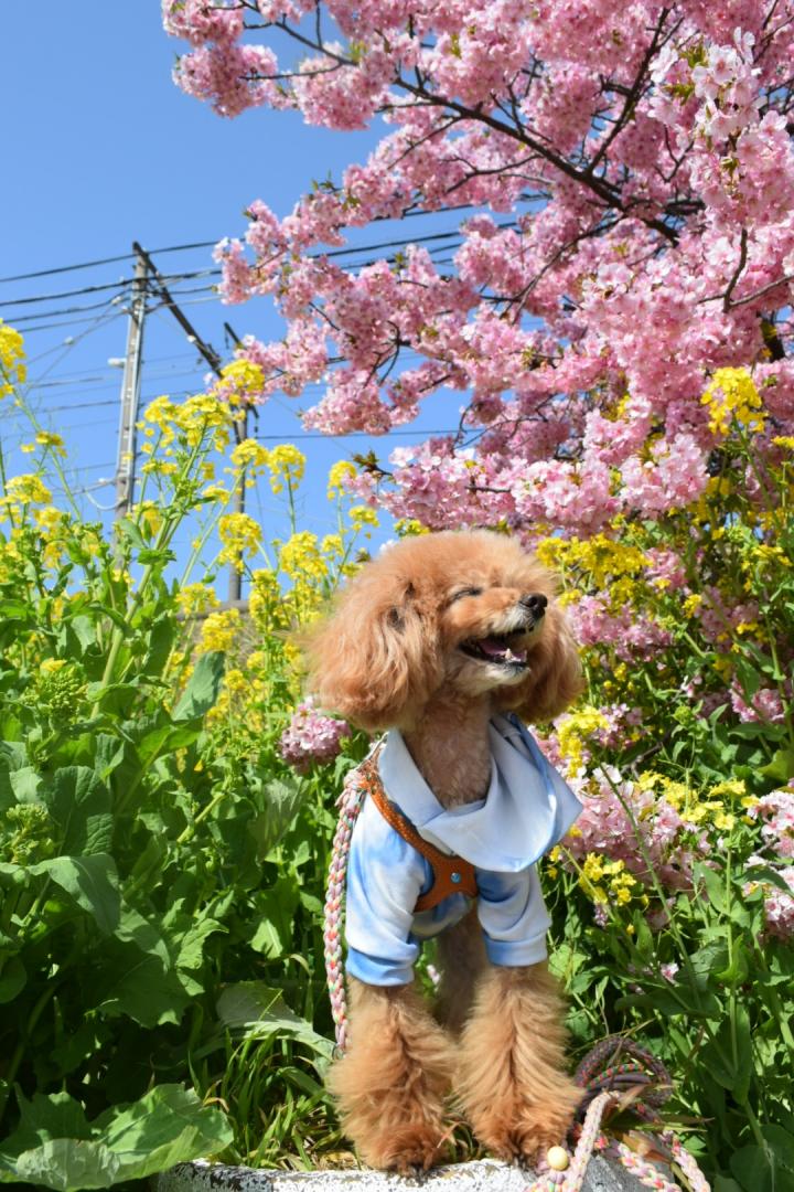 桜満開笑顔満開