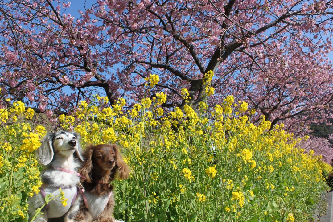 河津桜と菜の花と