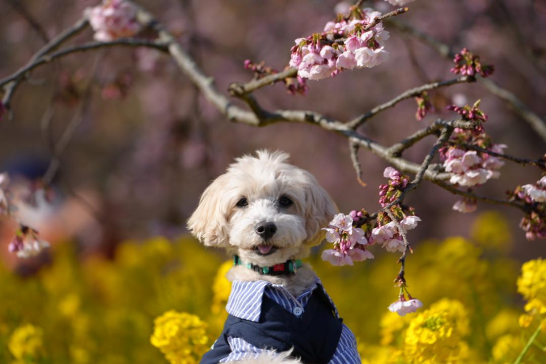 菜の花と河津桜