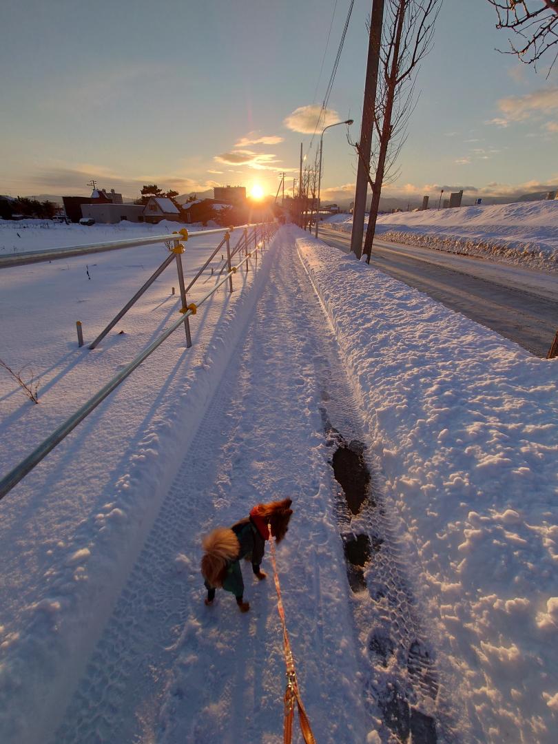 夕日と愛犬