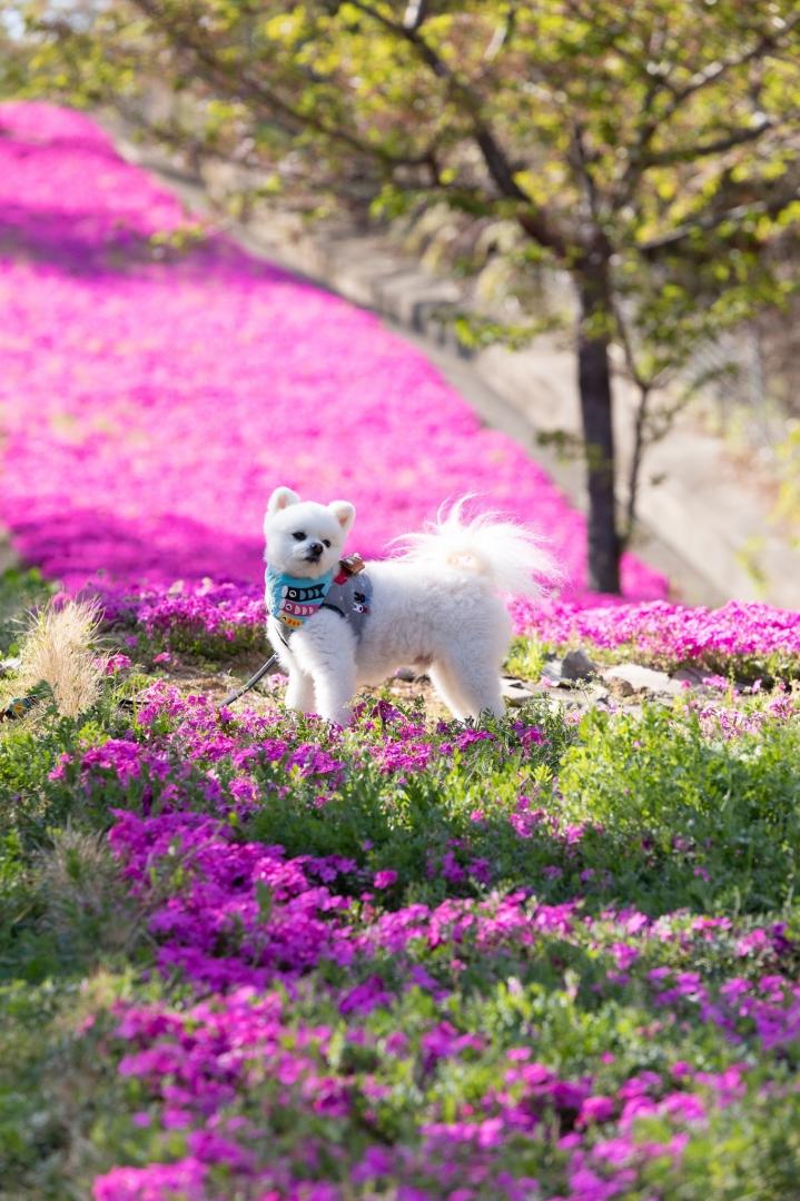 芝桜の絨毯