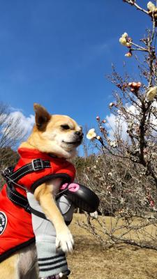 桃の花の香りを。