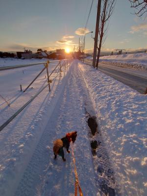 夕日と愛犬