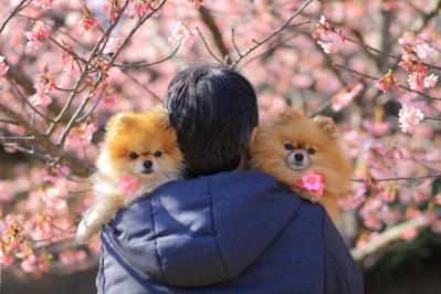 桜と娘に囲まれて