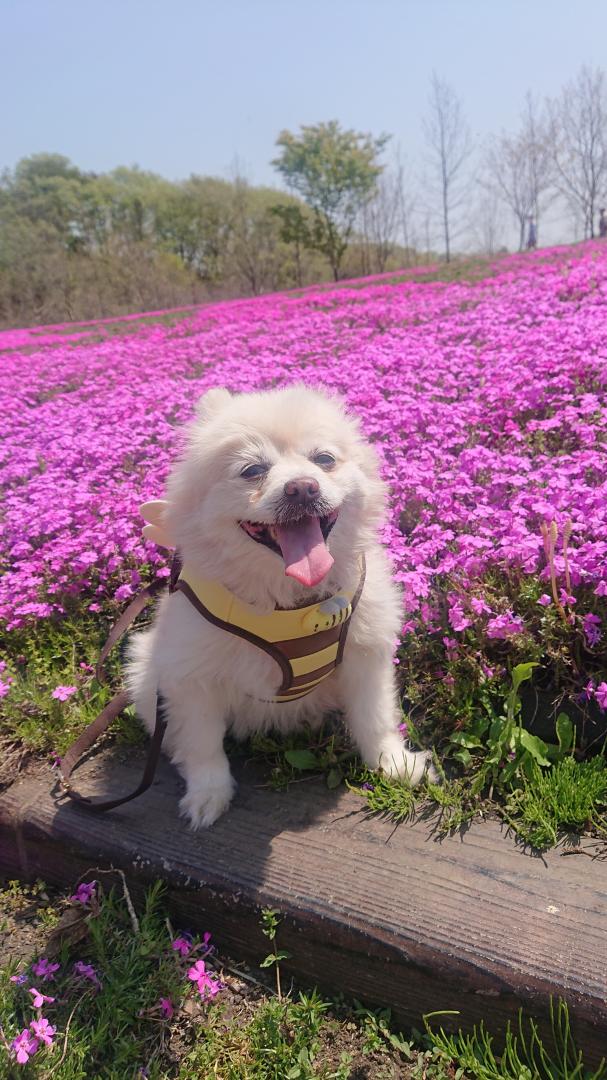 芝桜きれいだね