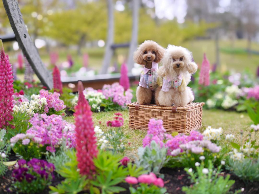 Flower circle