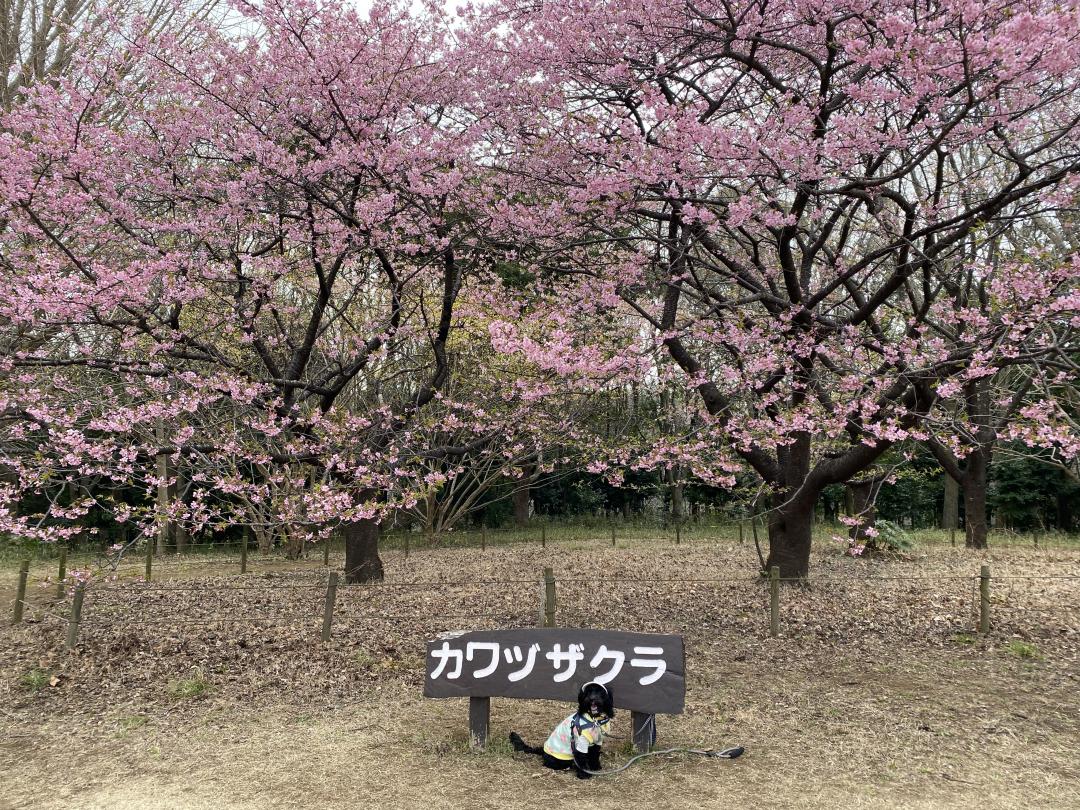 お花見