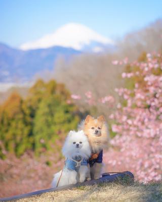 富士山と河津桜と愛犬