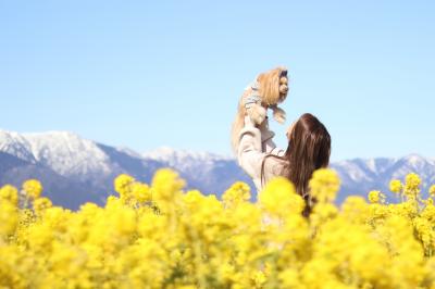 菜の花畑でたかいたかい