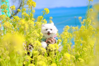 菜の花畑