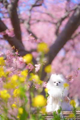 河津桜と菜の花