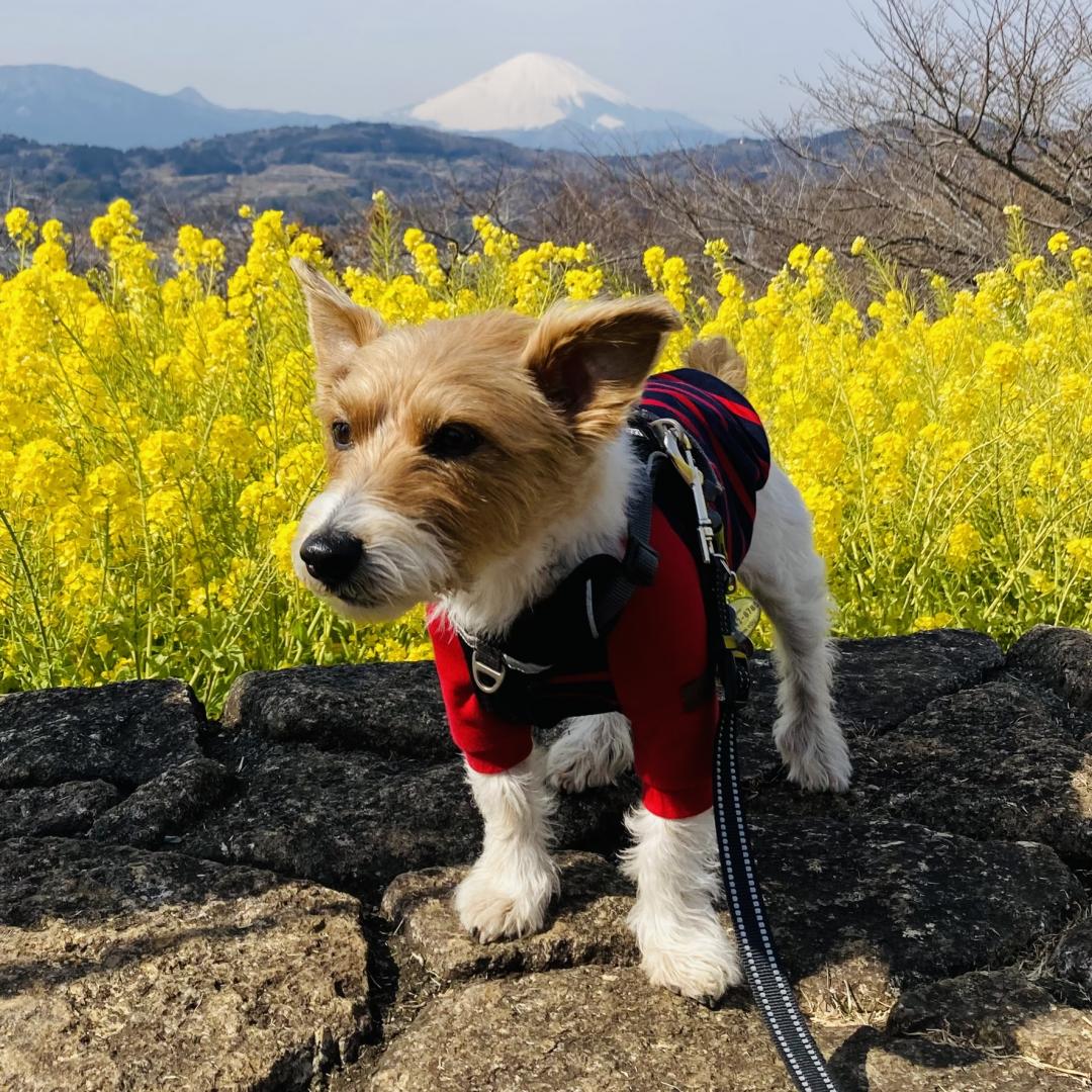 富士山と菜々花