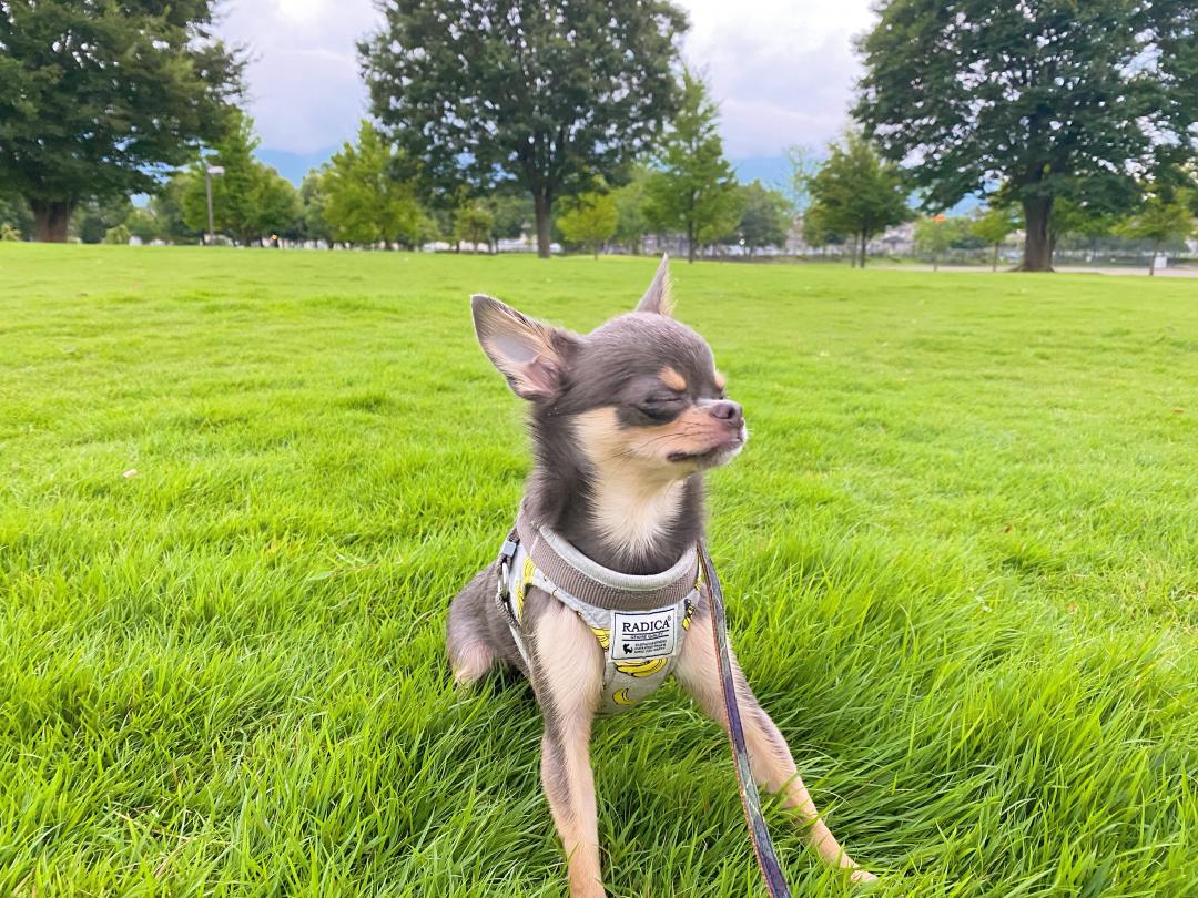 風を感じる愛犬