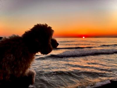 初春の夕日