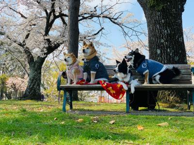 桜散歩