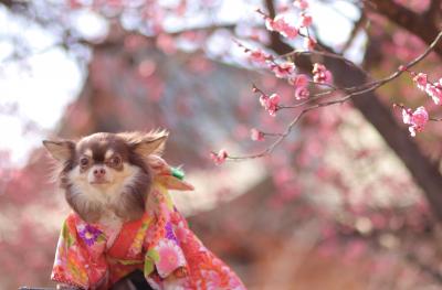 梅の花とともに