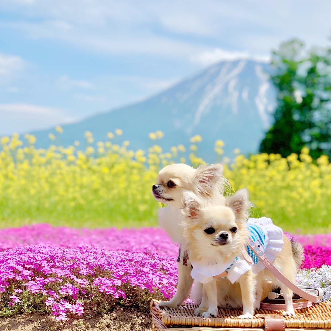 羊蹄山と芝桜