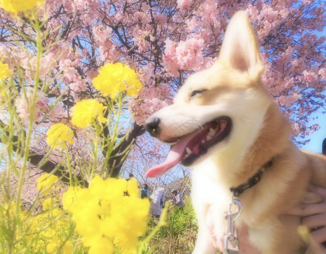 初めての桜と菜の花