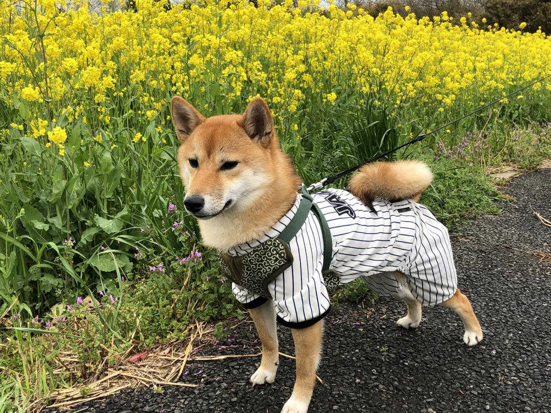 菜の花と福