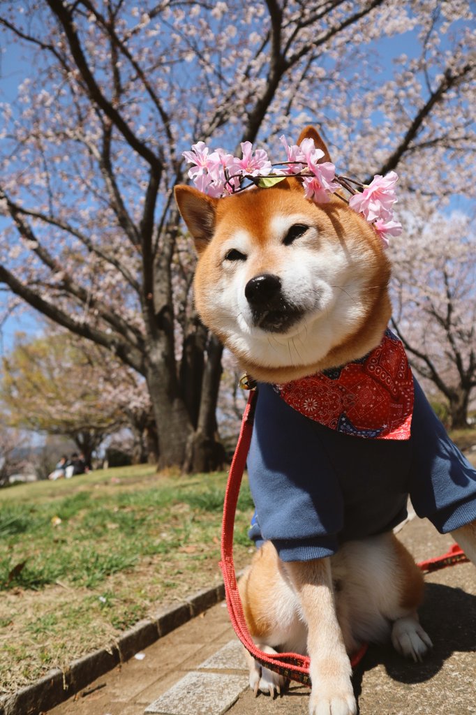 お花の冠でうっとり