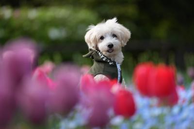 お花の季節