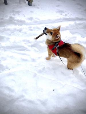 春を見つけにお山にお出かけ