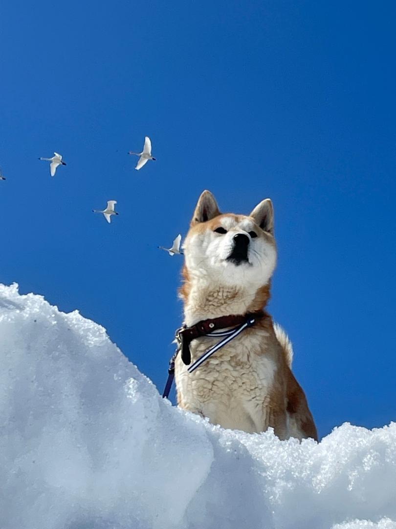 俺の愛犬